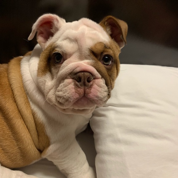 Our Baby Girl Miss Bella B - Picture 15 of 16